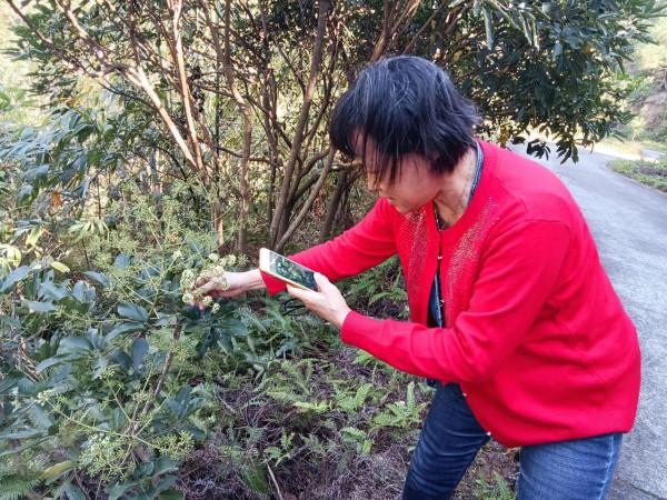 與義大利蜜蜂的一次親密接觸 與義大利蜜蜂的一次親密接觸