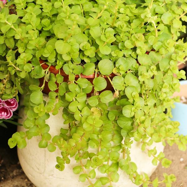 今年最流行的18種花,掛起來養,好看好養還不佔地方 今年最流行的18種花,掛起來養,好看好養還不佔地方