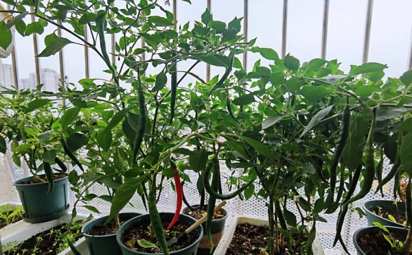 陽臺種菜不香嗎？這4種蔬菜很好種，掛果多、美觀養眼又美味