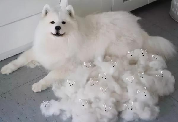 想毀掉一段關係,就送對方一隻“薩摩耶犬” 想毀掉一段關係,就送對方一隻“薩摩耶犬”