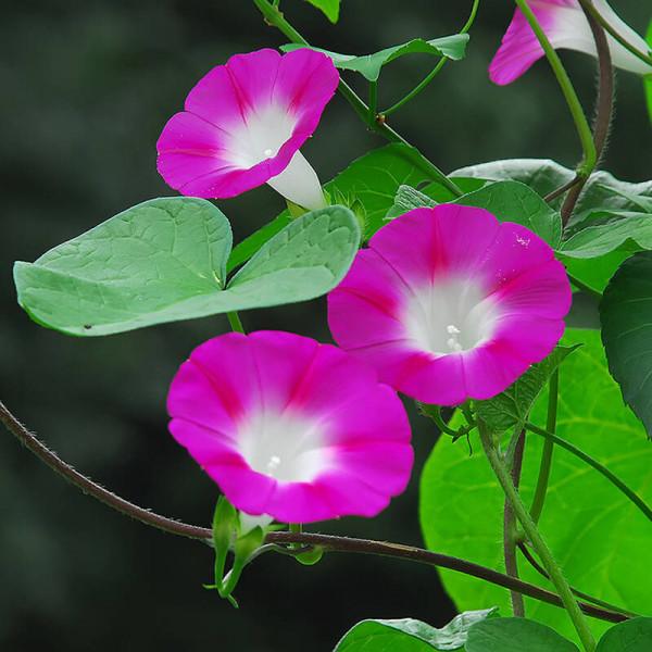 100種常見花卉的播種栽培大全,送給愛養花的你 100種常見花卉的播種栽培大全,送給愛養花的你