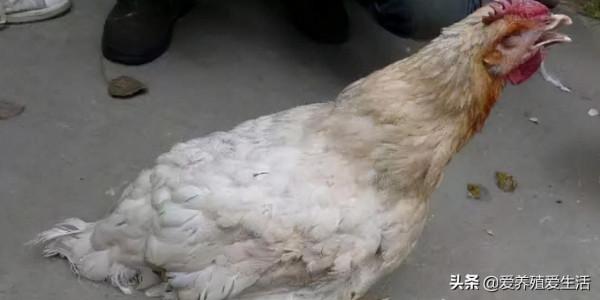 雞咳嗽、呼嚕、甩鼻、流鼻涕、尖叫等呼吸道綜合症要注意預防