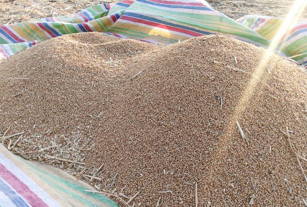 有人算一筆賬，種植一畝地小麥，純收入只有10元，為何漏洞百出？