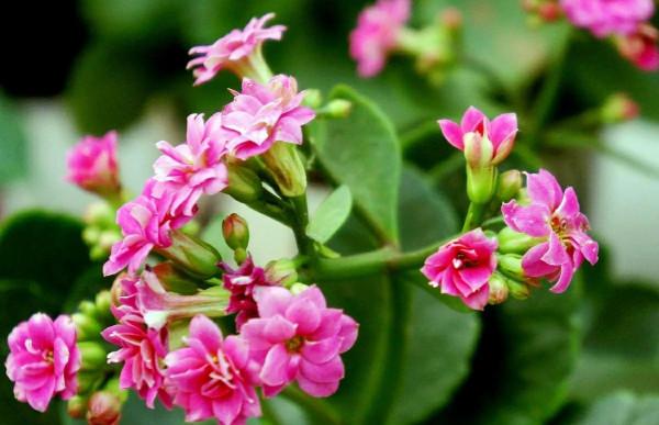 鄰居大爺有遠見,冬天養“3種漂亮花”,春節開花很美,寓意又好 鄰居大爺有遠見,冬天養“3種漂亮花”,春節開花很美,寓意又好