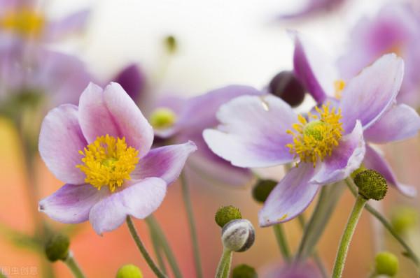 明日運勢最好的三大星座｜10月23號