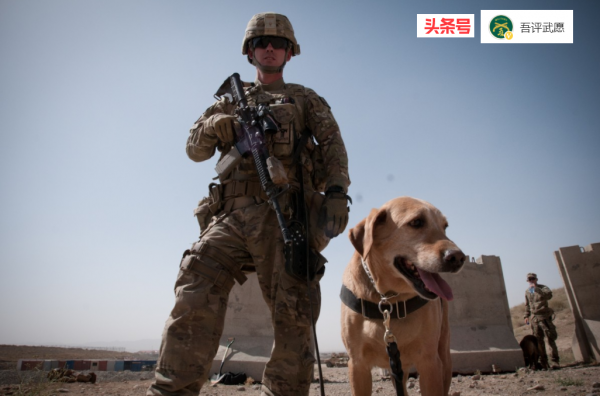 四條腿的戰士:從萌化了的小奶狗,到武裝到牙齒的敵人 四條腿的戰士:從萌化了的小奶狗,到武裝到牙齒的敵人