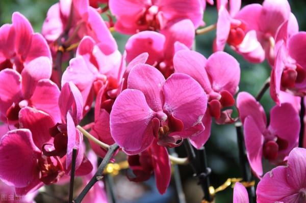 50種冬季裡開放的花卉，這些花最合適在冬季裡養