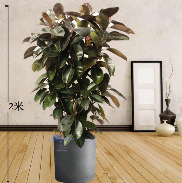 人養花,花亦養人!這11種能養人的“健康花”,建議至少養一種 人養花,花亦養人!這11種能養人的“健康花”,建議至少養一種