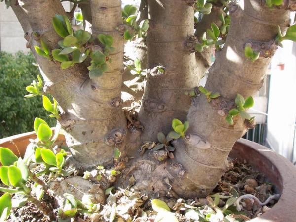 養玉樹的4個修剪&OpenCurlyDoubleQuote;姿勢&rdquo;，記住一個就夠，不然越養越難看