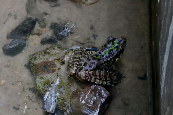 首次！鹿羊牛驢“四不像”驚現什邡，髮型太帥了，為何如此稀缺？