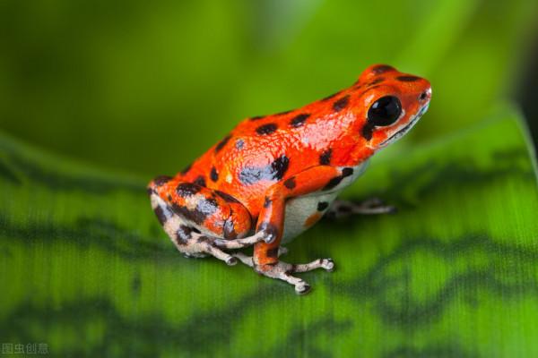 人不犯我，我不犯人的生物 你對這些動物瞭解多少