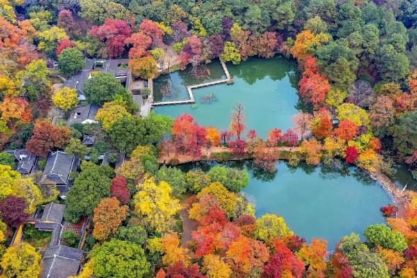 千萬別與秋天的姑蘇比美!楓葉漫山,銀杏紛飛,一步一景美成了詩 千萬別與秋天的姑蘇比美!楓葉漫山,銀杏紛飛,一步一景美成了詩