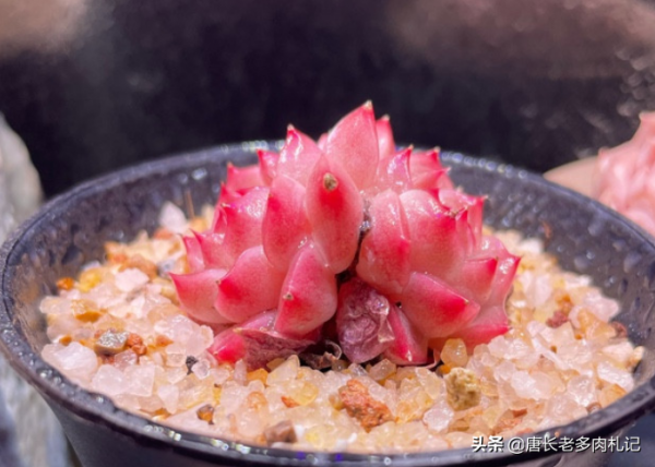 剛立春，室內養的多肉先別往外搬，畢竟只憑這點就足以讓它們掛掉