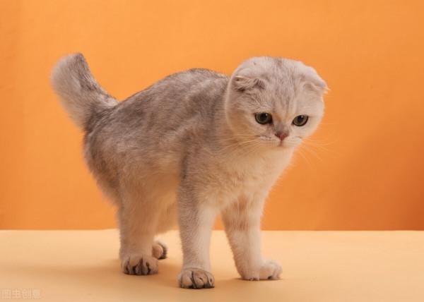 這幾種貓“太貴”了，沒錢根本養不起，能養的都不是普通人