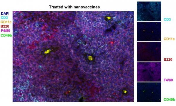 「Advanced Materials」將癌細胞或腫瘤組織全細胞組分重組成奈米疫苗可有效預防和治療多種癌症