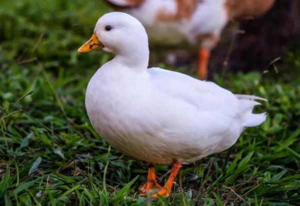 王思聰養的寵物鴨為什麼那麼貴?普通人為什麼不建議養? 王思聰養的寵物鴨為什麼那麼貴?普通人為什麼不建議養?