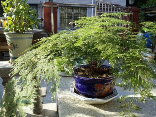 天生“怕曬”的7種花，曬太陽容易黃葉，放陰涼地反而綠油油的