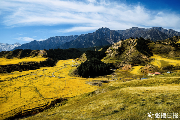 秋色浸染祁連山，大都麻色彩斑斕惹人醉
