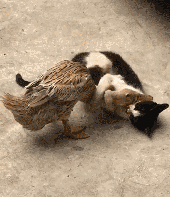 把貓咪喂胖,然後遺棄,這些人是在變相虐待寵物嗎? 把貓咪喂胖,然後遺棄,這些人是在變相虐待寵物嗎?