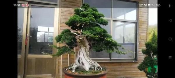 泰山松柏盆景 泰山松柏盆景