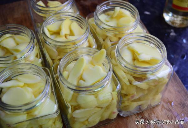 生薑採收分為收種姜、收嫩姜、收老薑,3次採收的時間與方法不同 生薑採收分為收種姜、收嫩姜、收老薑,3次採收的時間與方法不同