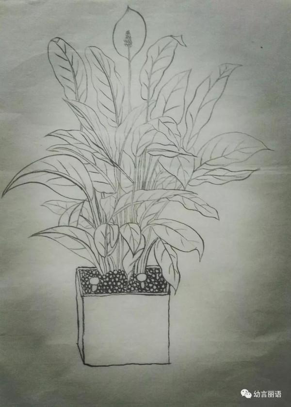 愛養花的背後，愛的是一種美好的陪伴