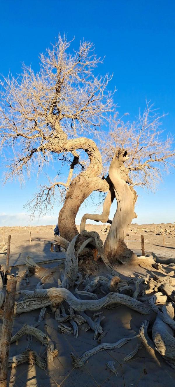 大美胡楊林！額濟納旗