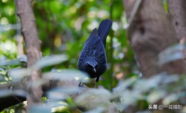 校園候鳥季之——樹木園裡的紫嘯鶇 校園候鳥季之——樹木園裡的紫嘯鶇