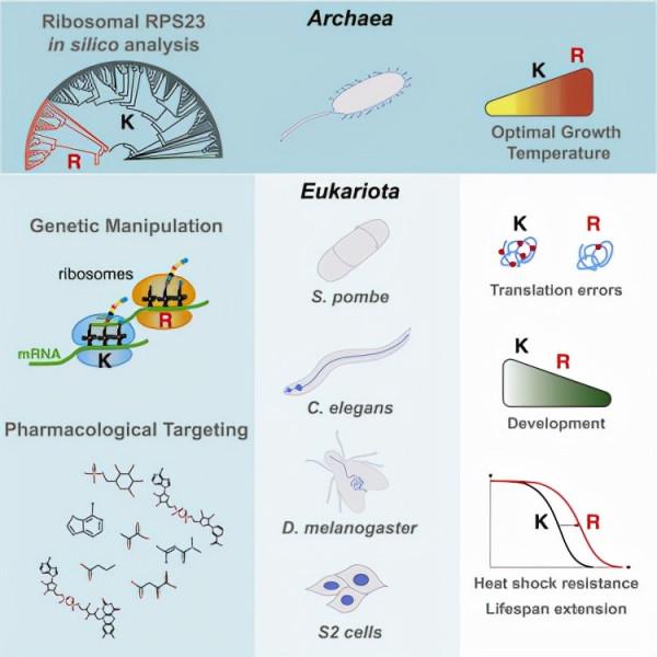 Cell Metab:提高蛋白質合成準確性可延長有機體的壽命 Cell Metab:提高蛋白質合成準確性可延長有機體的壽命