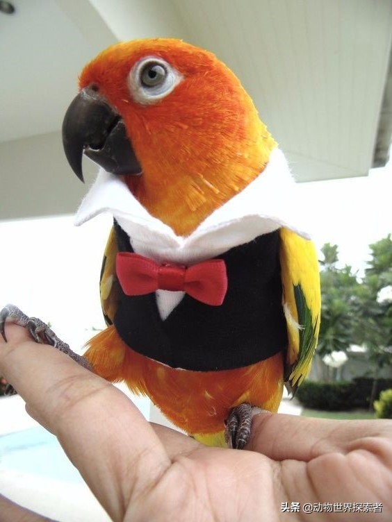 根據您的星座，什麼是最適合您的寵物