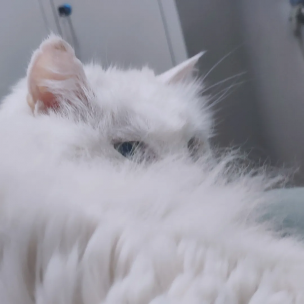 黑夜漸短，還剩多少時間能蹦迪？