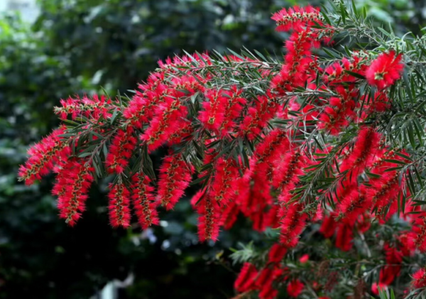 這種能開花的柳樹名為“串錢柳”,紅彤彤,盆栽放屋裡格外喜慶 這種能開花的柳樹名為“串錢柳”,紅彤彤,盆栽放屋裡格外喜慶