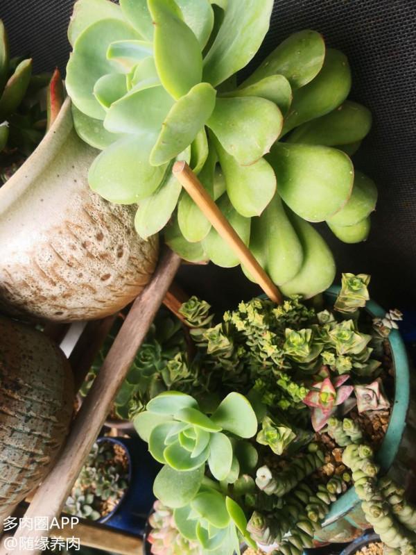 這玩意兒真的是叫雞蛋碧桃？長這麼大，它是怎麼了？