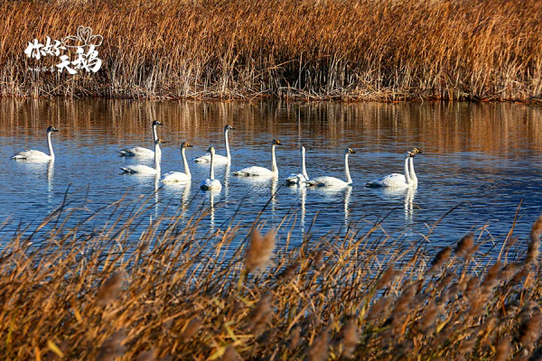 【生態懷柔】“團寵”天鵝棲息懷柔,這裡生態堪稱絕絕子! 【生態懷柔】“團寵”天鵝棲息懷柔,這裡生態堪稱絕絕子!
