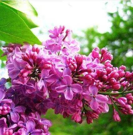 分享圖片，唯美浪漫丁香花