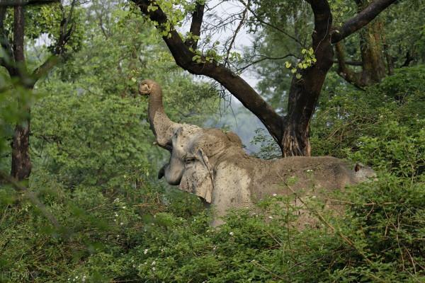 野外遭遇成年野象,如何才能逃生?記住這6點技巧,緊急時能保命 野外遭遇成年野象,如何才能逃生?記住這6點技巧,緊急時能保命