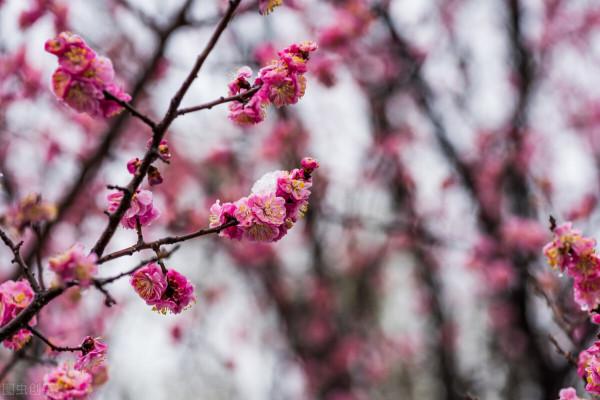 美景的初戀 美景的初戀