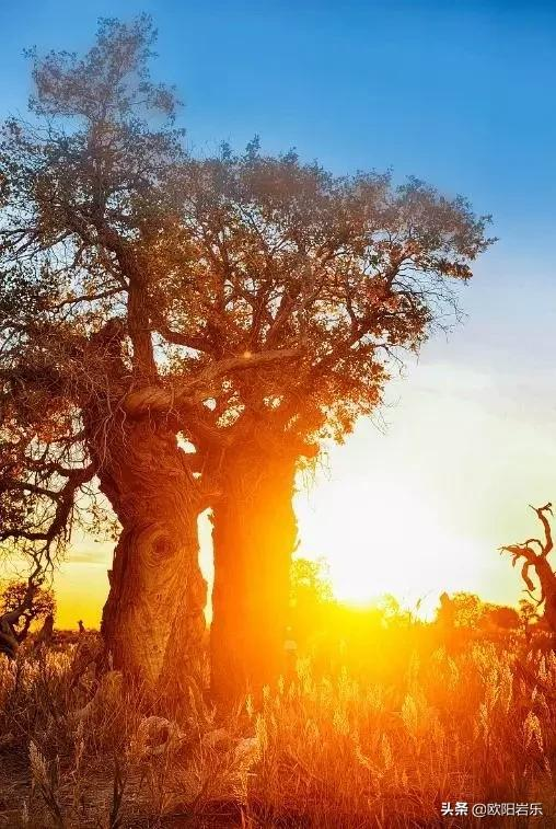 國內這6個地方的胡楊林，美得無法無天！此生一定要去看一次