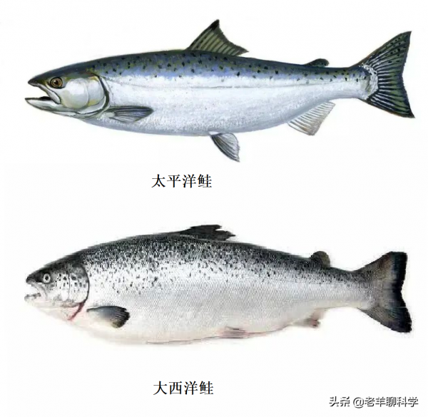 2017年10斤虹鱒被釣獲，引出淡水三文魚之爭，如今對手卻高攀不起