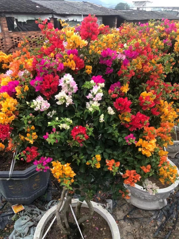 三角梅不開花的3個“罪魁禍首”，養護有方法，安穩過冬無壓力