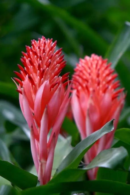 鴻運當頭-水塔花