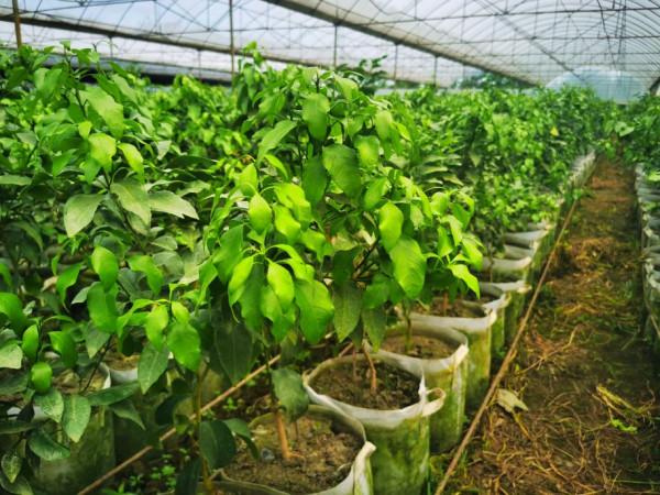 中央植物工廠連鎖模式-柑桔標準化育苗種植的踐行者(1) 中央植物工廠連鎖模式-柑桔標準化育苗種植的踐行者(1)