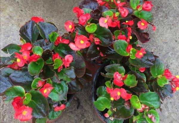 4種花很&OpenCurlyDoubleQuote;喜肥&rdquo;，經常施肥，花苞多花色豔開爆棚，&OpenCurlyDoubleQuote;花開不斷&rdquo;