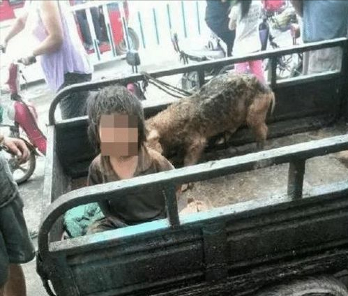 六歲男童不會說話，從小在豬圈長大，鄰居：不是孤兒，有父母的
