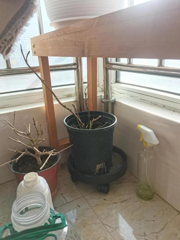 封閉陽臺養花記錄2