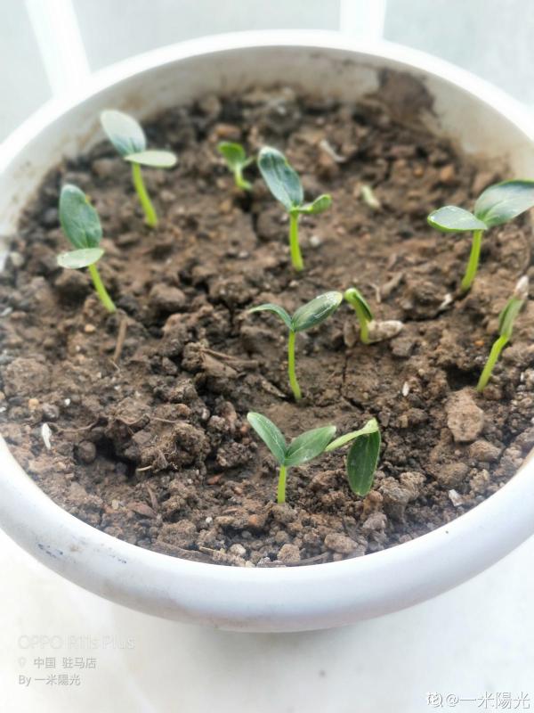 黃瓜好養殖,水果黃瓜更好養,營養比黃瓜更高 黃瓜好養殖,水果黃瓜更好養,營養比黃瓜更高