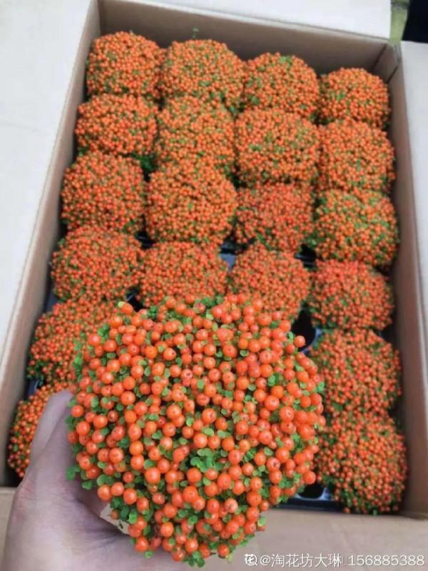 6種“觀果植物”，小果實掛滿枝頭，半年不落，喜慶又好看