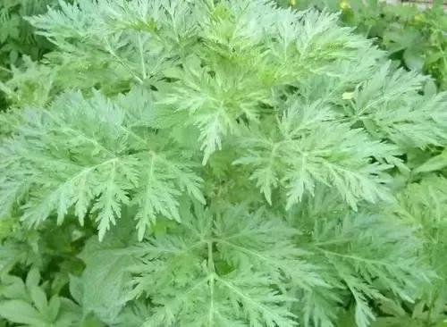 陰虛溼熱,滋陰易助溼,燥溼易傷陰,甘露飲養陰祛溼清熱 陰虛溼熱,滋陰易助溼,燥溼易傷陰,甘露飲養陰祛溼清熱