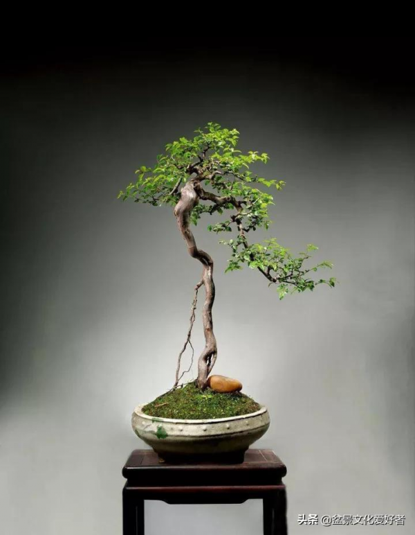 最美的文人盆景，妙不可言