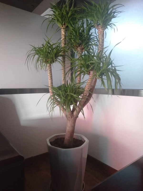 生活帶給我的磨練：讓我學會了養花